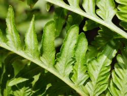 Pteris tremula. Abaxial surface of pinnae showing open venation.
 Image: L.R. Perrie © Leon Perrie CC BY-NC 3.0 NZ